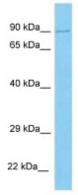 UNKL Rabbit anti-Human, Polyclonal, Novus Biologicals:Antibodies:Primary